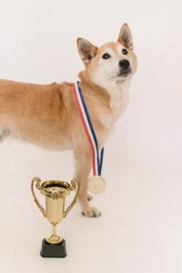 Dog looking at camera wearing a medal, standing behind a trophy. 